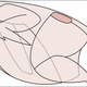 illustration of where oysters are on chicken